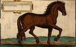 Wie die Streitbarn Pferdt 1570 03.jpg
