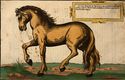 Wie die Streitbarn Pferdt 1570 05.jpg