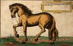 Wie die Streitbarn Pferdt 1570 05.jpg