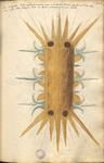 MS B.26 084r.png