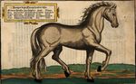 Wie die Streitbarn Pferdt 1570 01.jpg