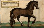 Wie die Streitbarn Pferdt 1570 04.jpg